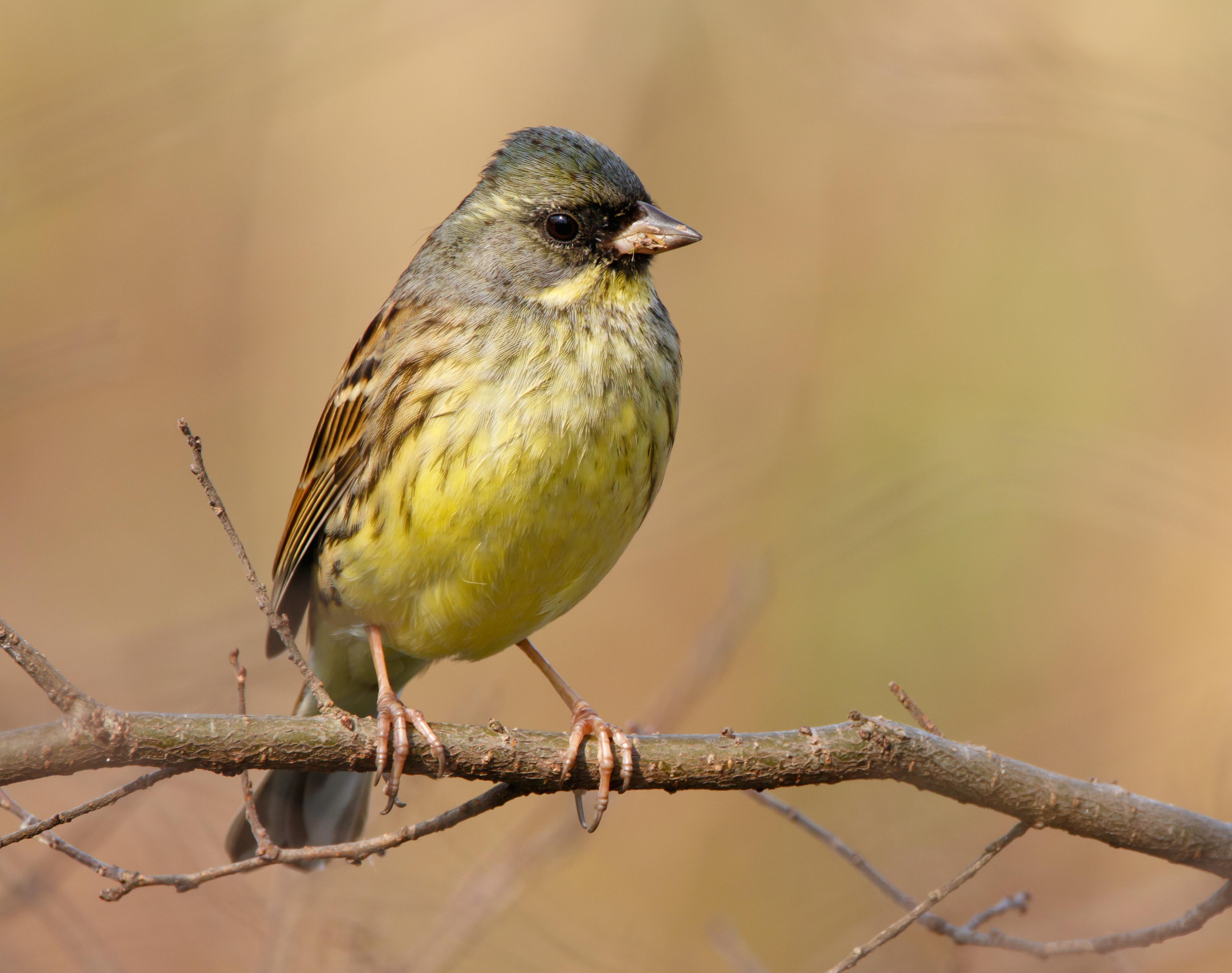 Escribano enmascarado (Emberiza spodocephala)