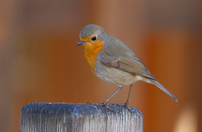 Petirrojo europeo (Erithacus rubecula)