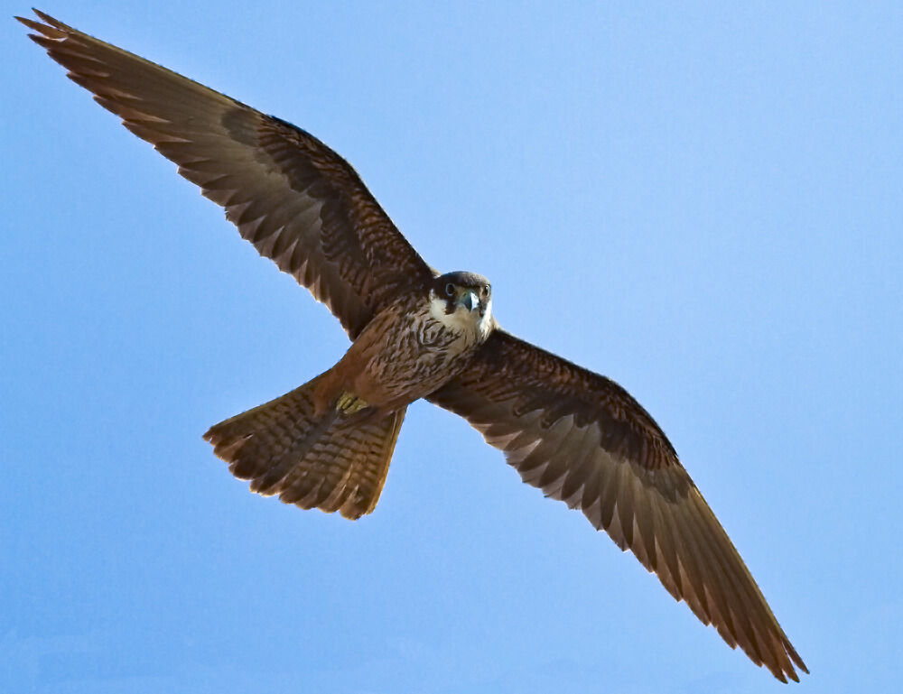 Halcón de Eleonora (Falco eleonorae)