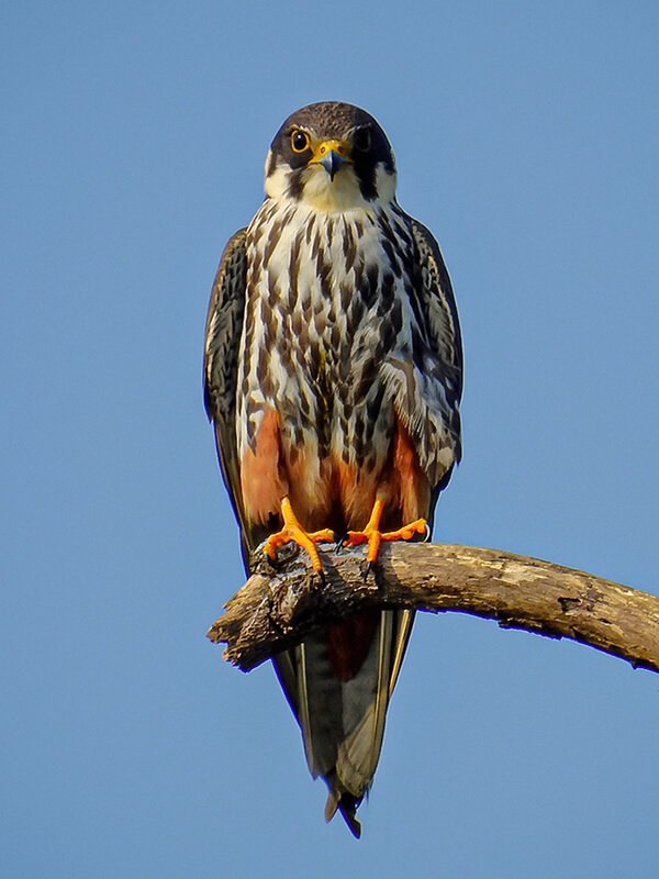 Alcotán europeo (Falco subbuteo)