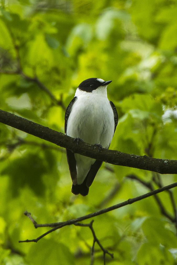 Papamoscas acollarado (Ficedula albicollis)