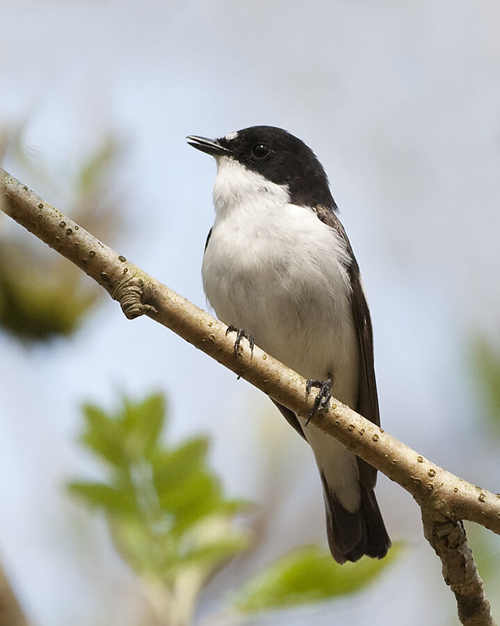 Papamoscas cerrojillo (Ficedula hypoleuca)
