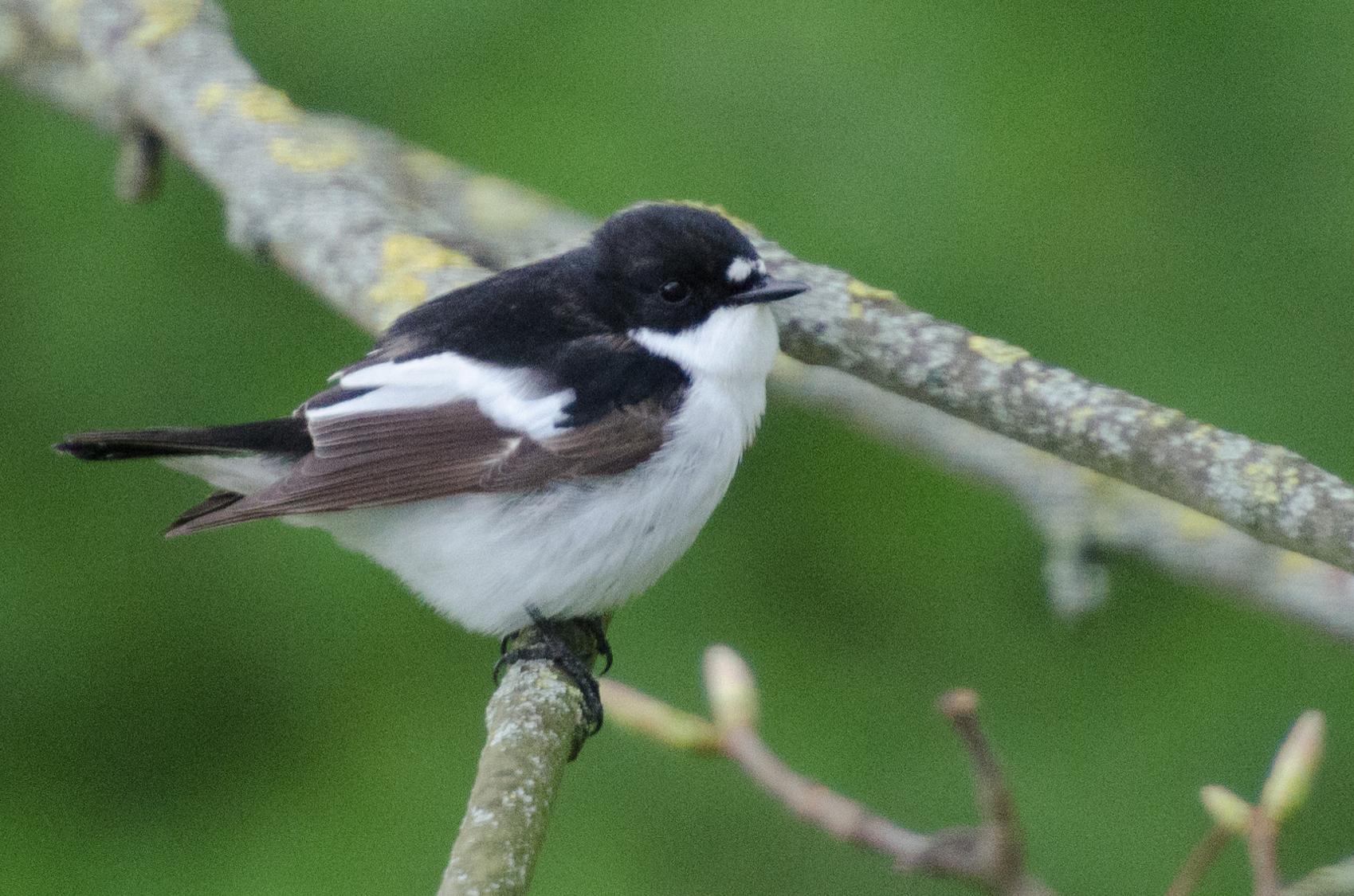 Papamoscas semiacollarado (Ficedula semitorquata)