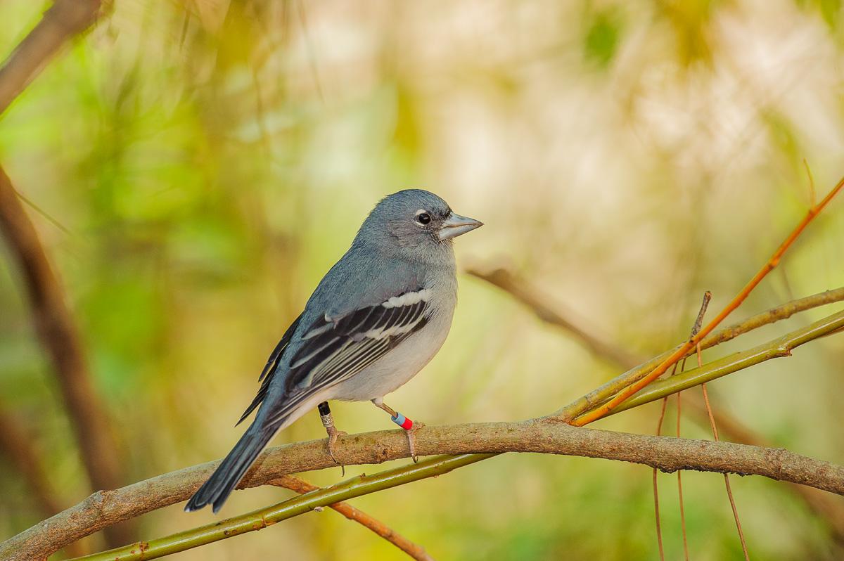 Pinzón azul de Gran Canaria (Fringilla polatzeki)