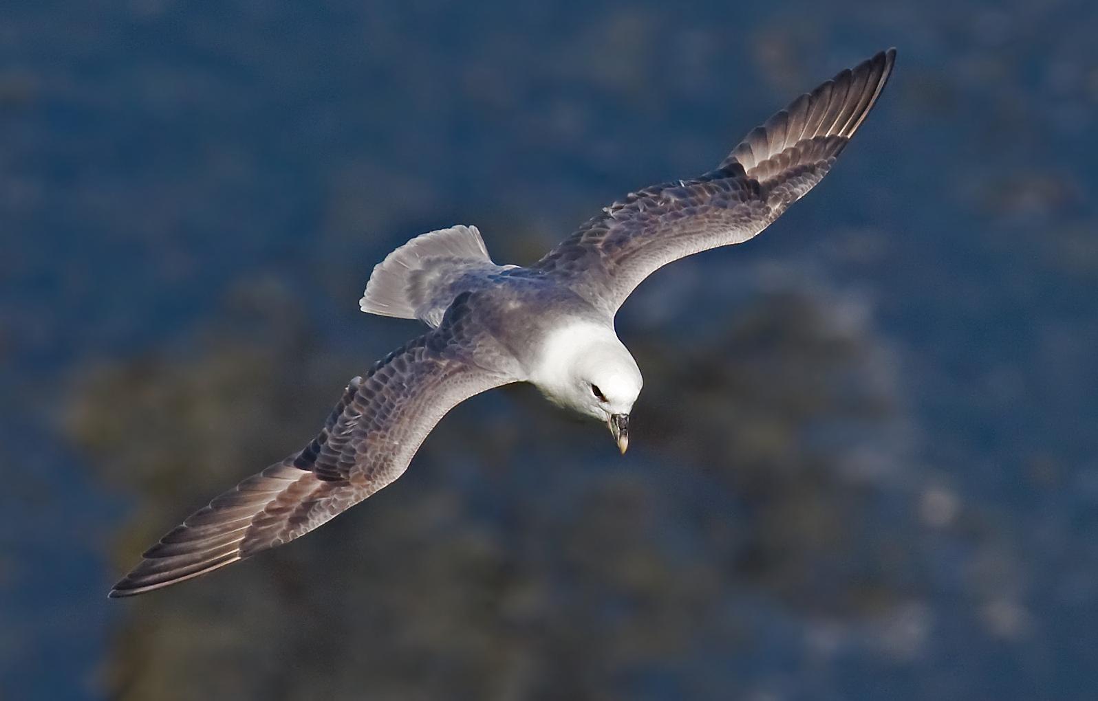 Fulmar boreal (Fulmarus glacialis)