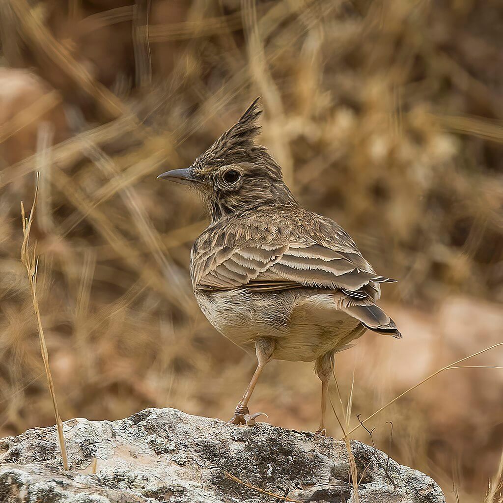 Cogujada montesina (Galerida theklae)