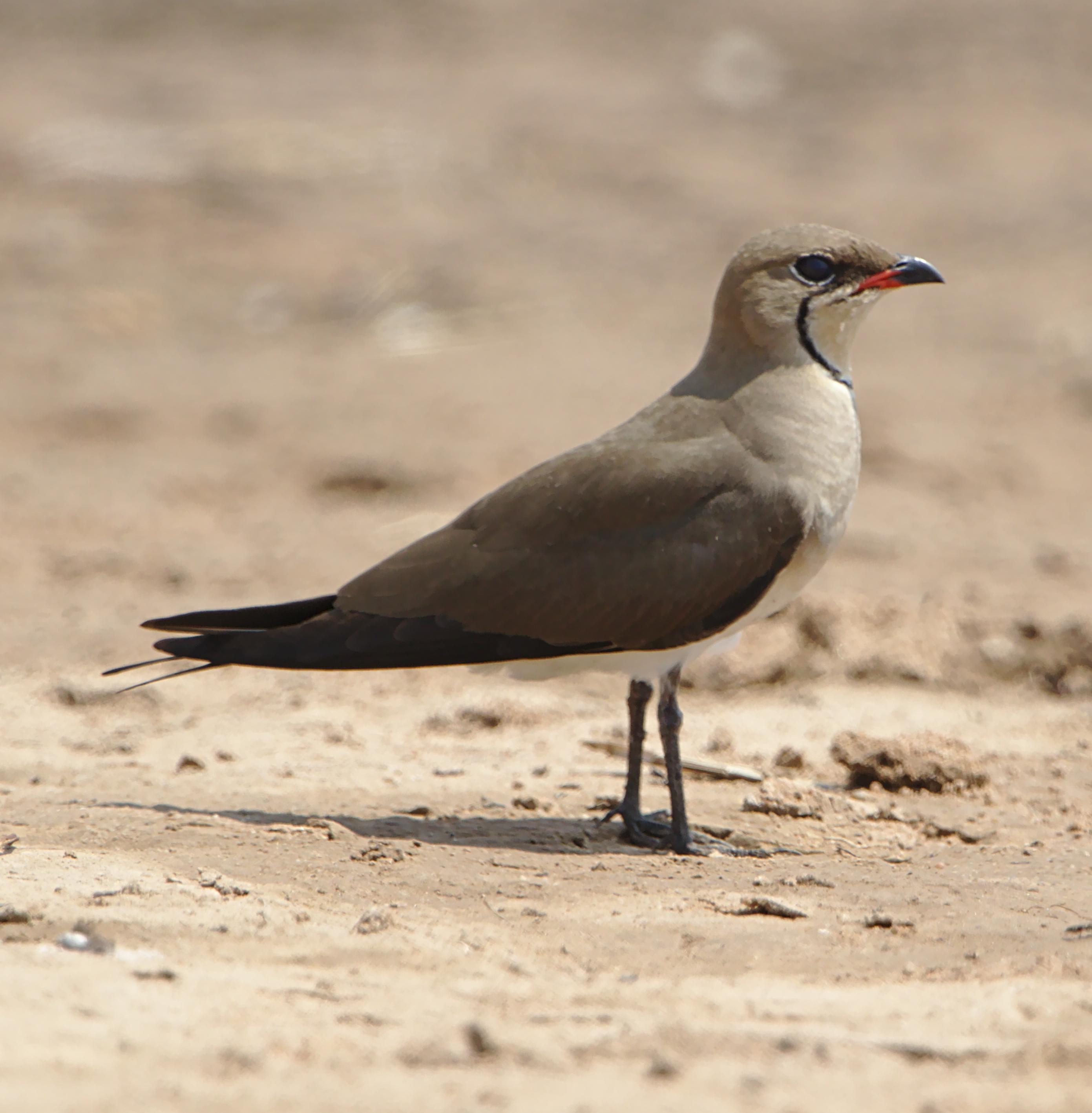 Canastera alinegra (Glareola nordmanni)