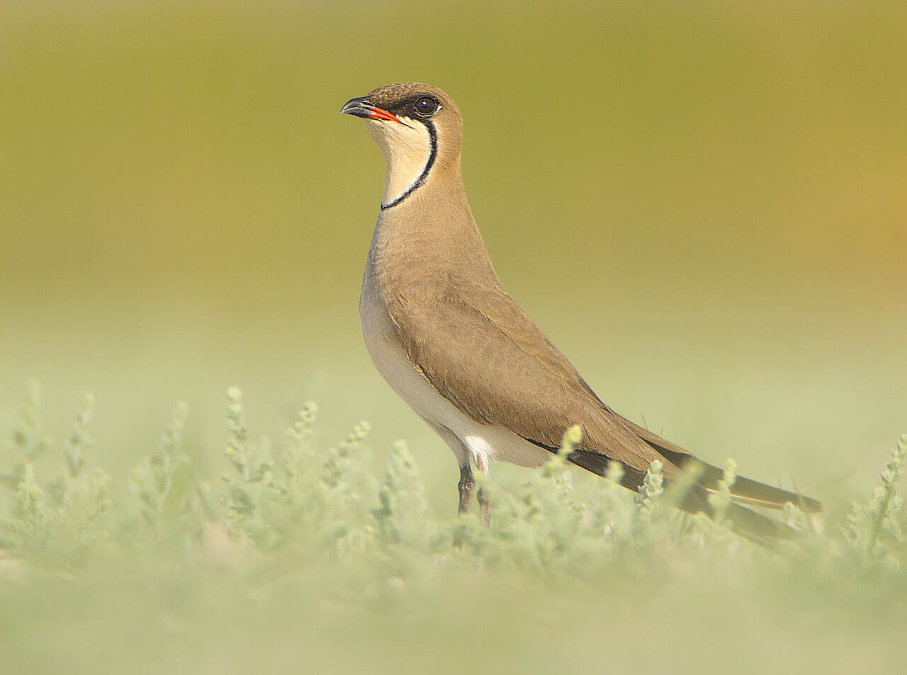 Canastera común (Glareola pratincola)