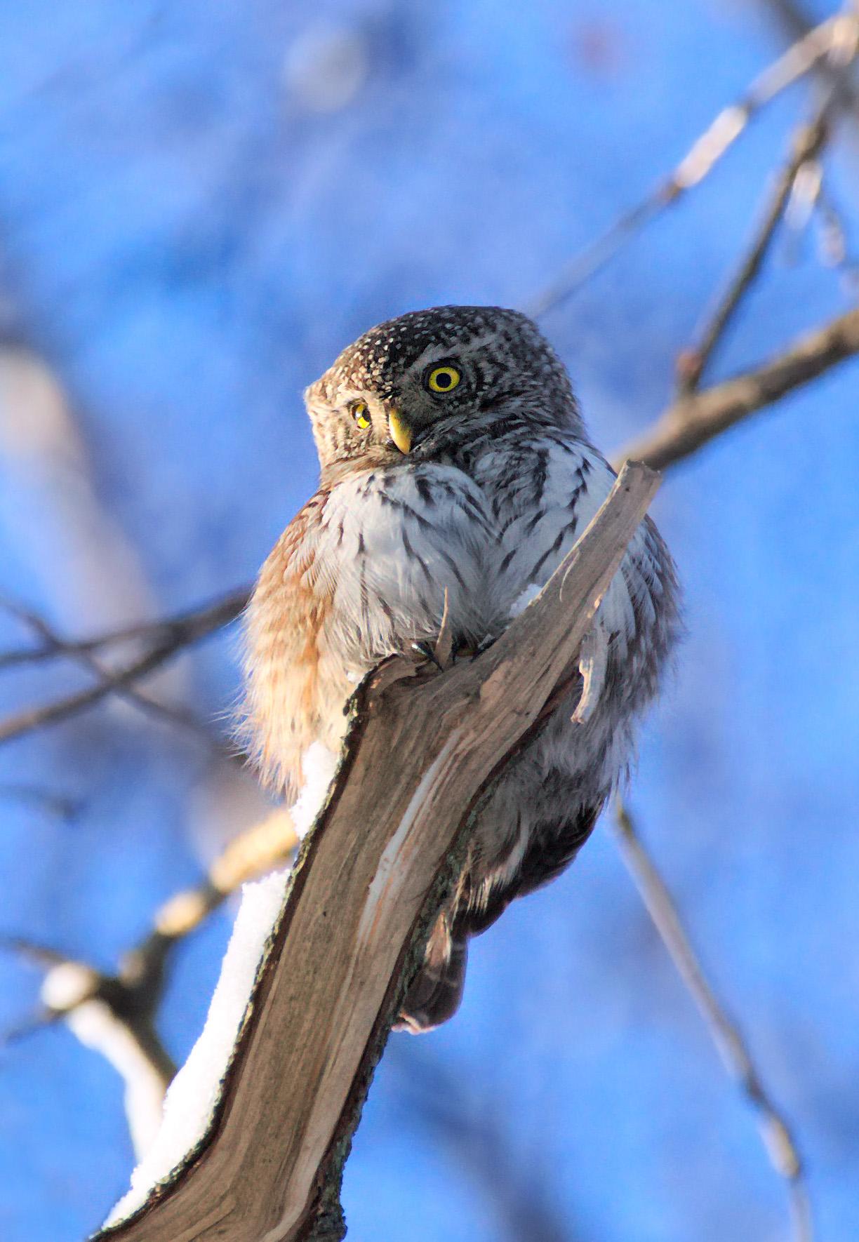Mochuelo chico (Glaucidium passerinum)
