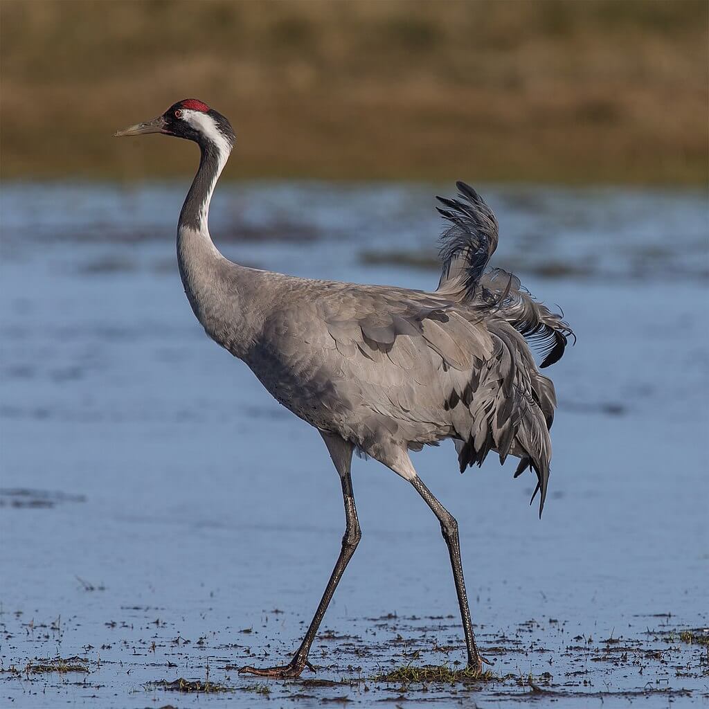 Grulla común (Grus grus)