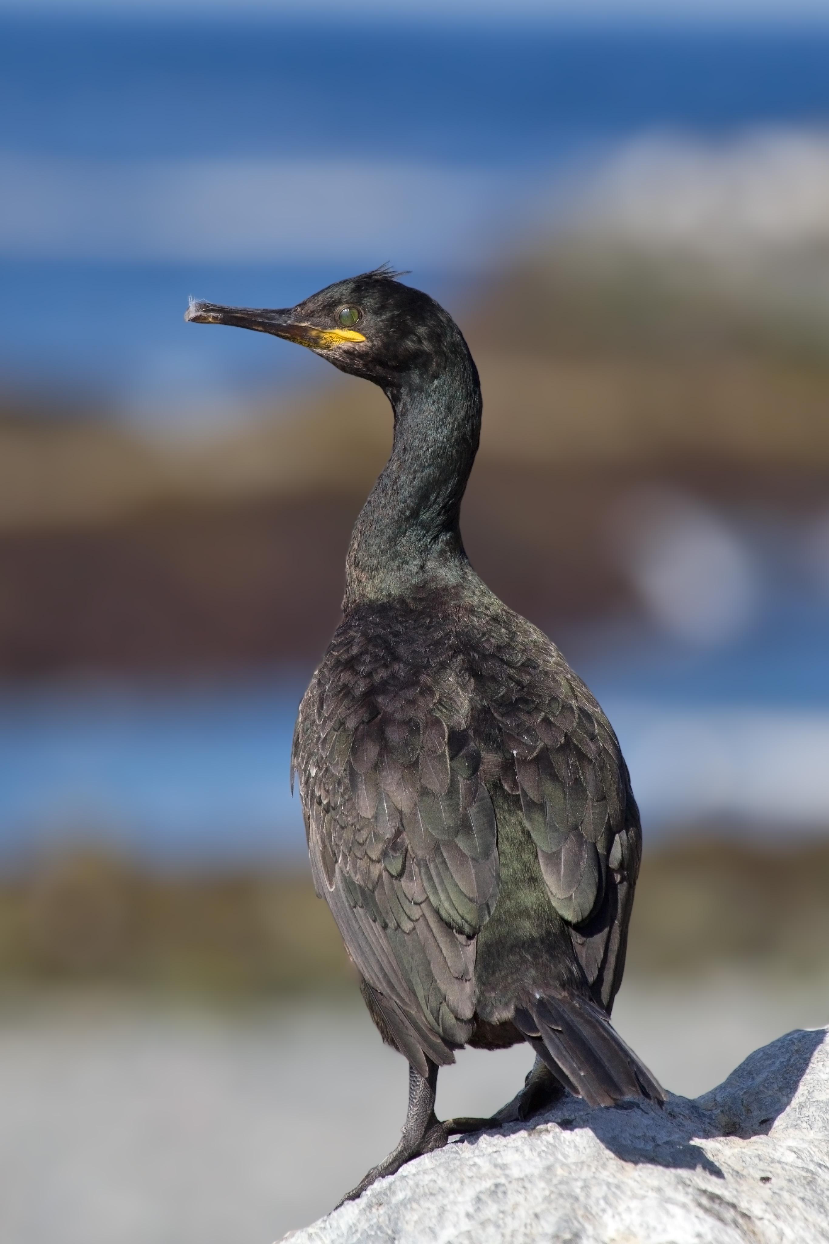 Cormorán moñudo (Gulosus aristotelis)