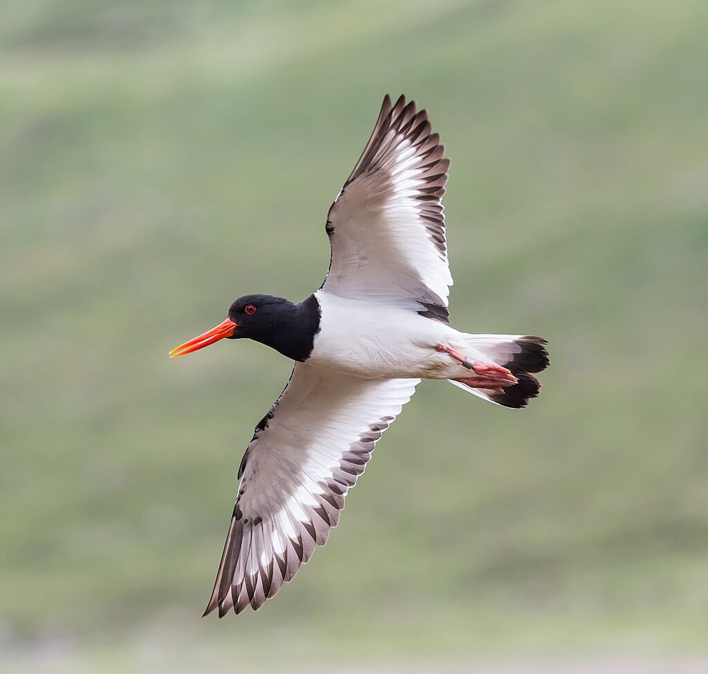 Ostrero euroasiático (Haematopus ostralegus)