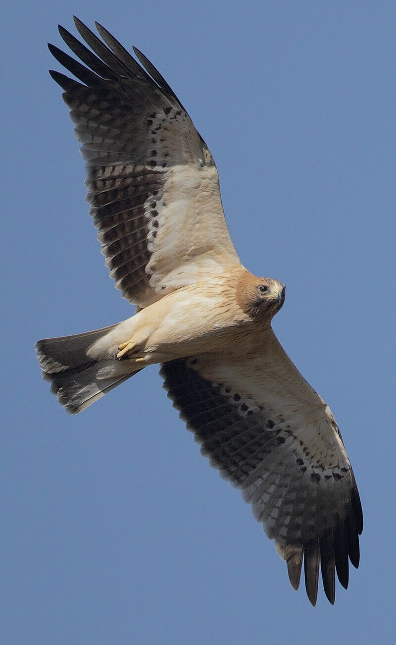 Águila calzada (Hieraaetus pennatus)