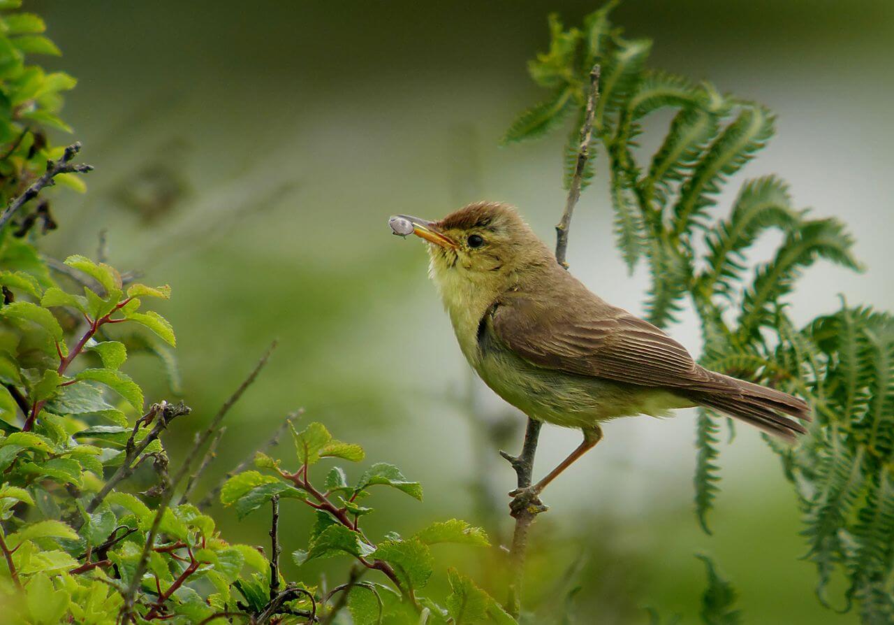 Zarcero políglota (Hippolais polyglotta)