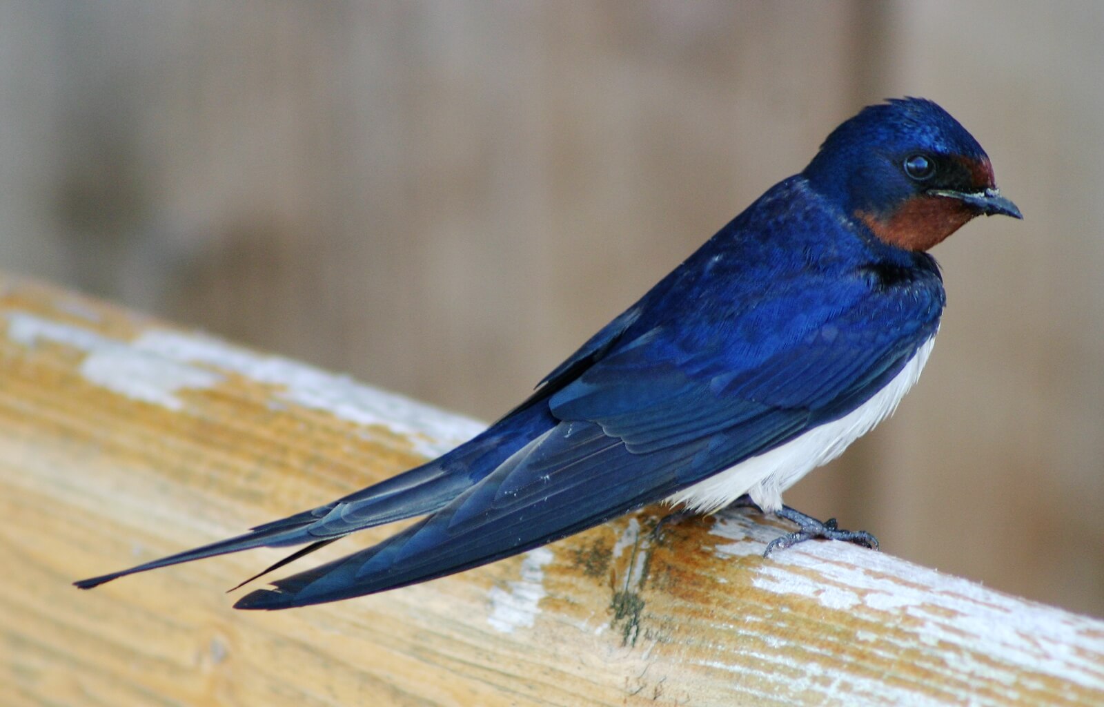 Golondrina común (Hirundo rustica)