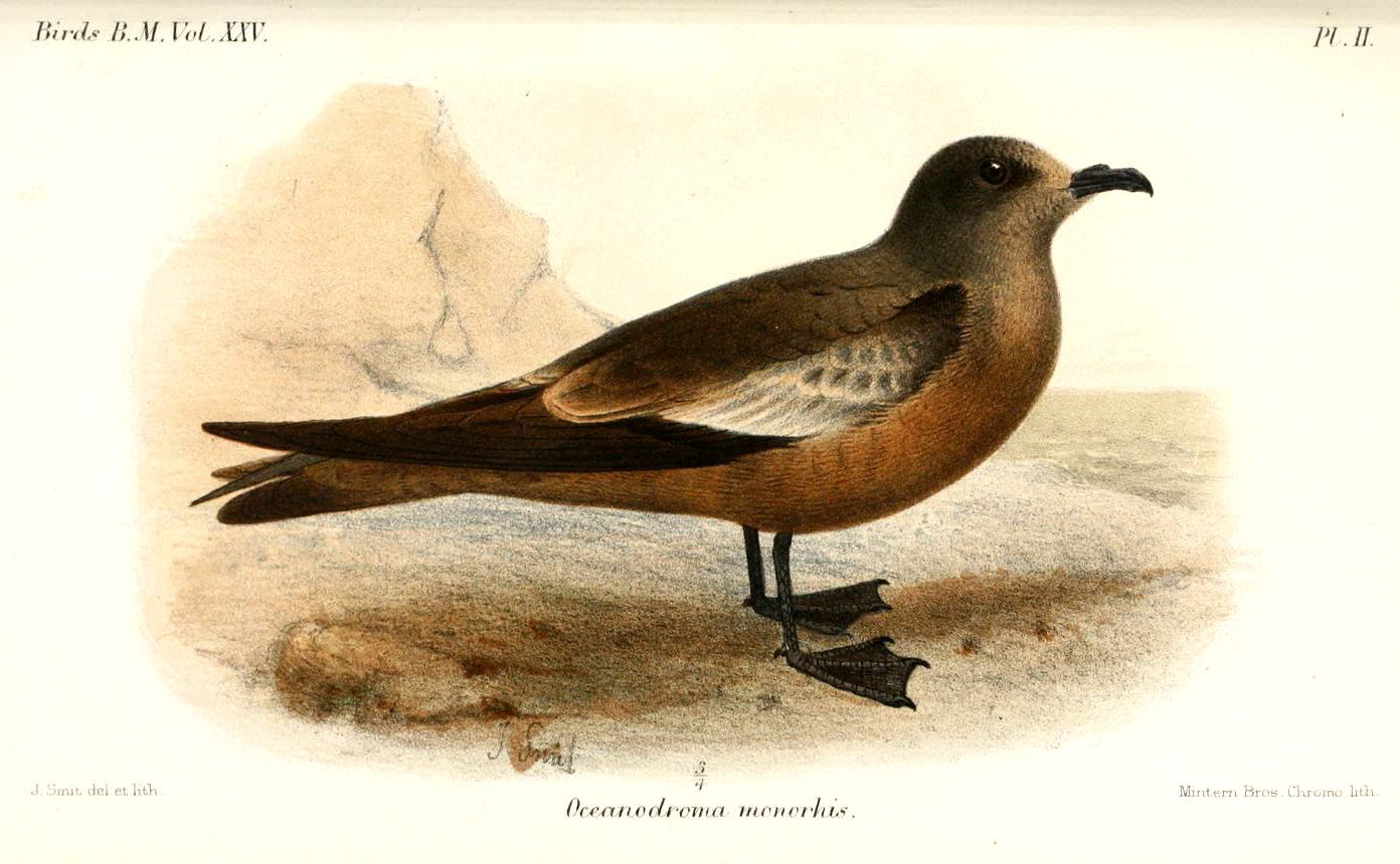 Paíño de Swinhoe (Hydrobates monorhis)
