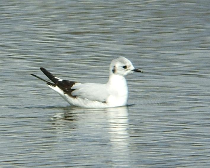 Gaviota enana (Hydrocoloeus minutus)