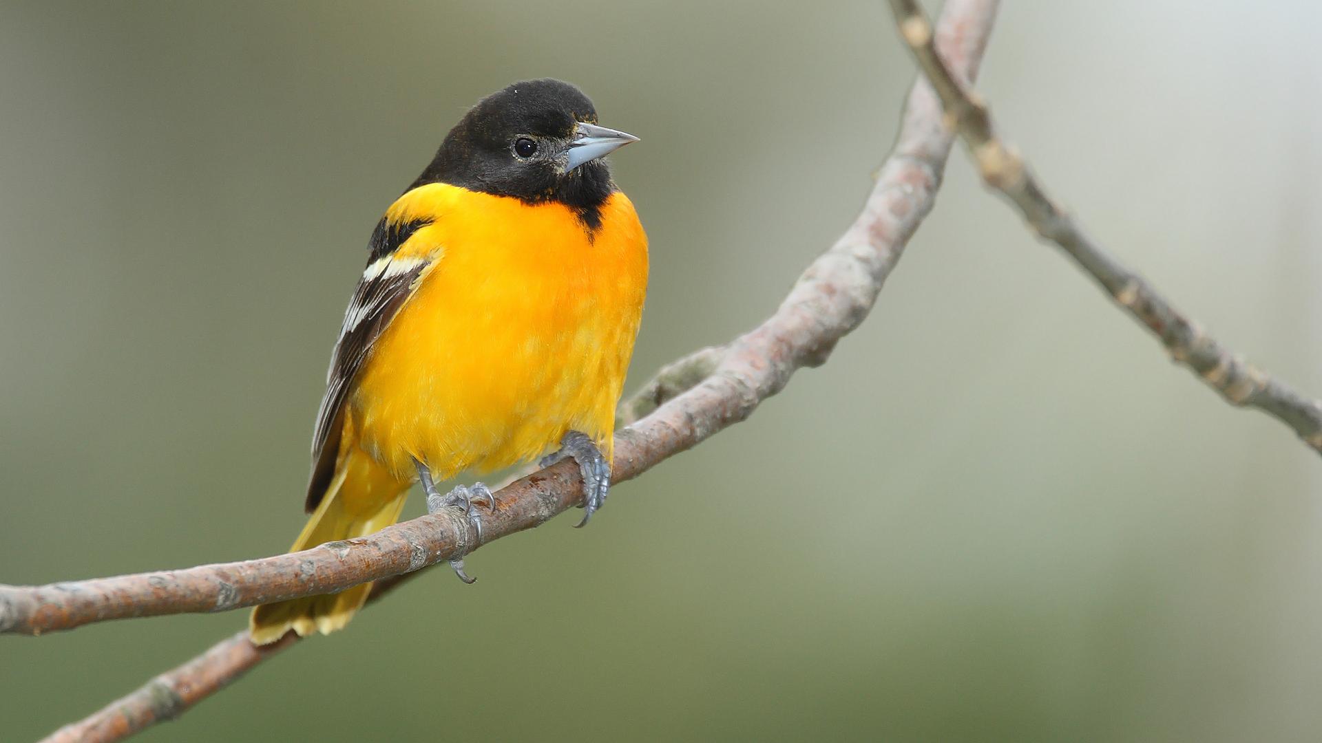 Turpial de Baltimore (Icterus galbula)