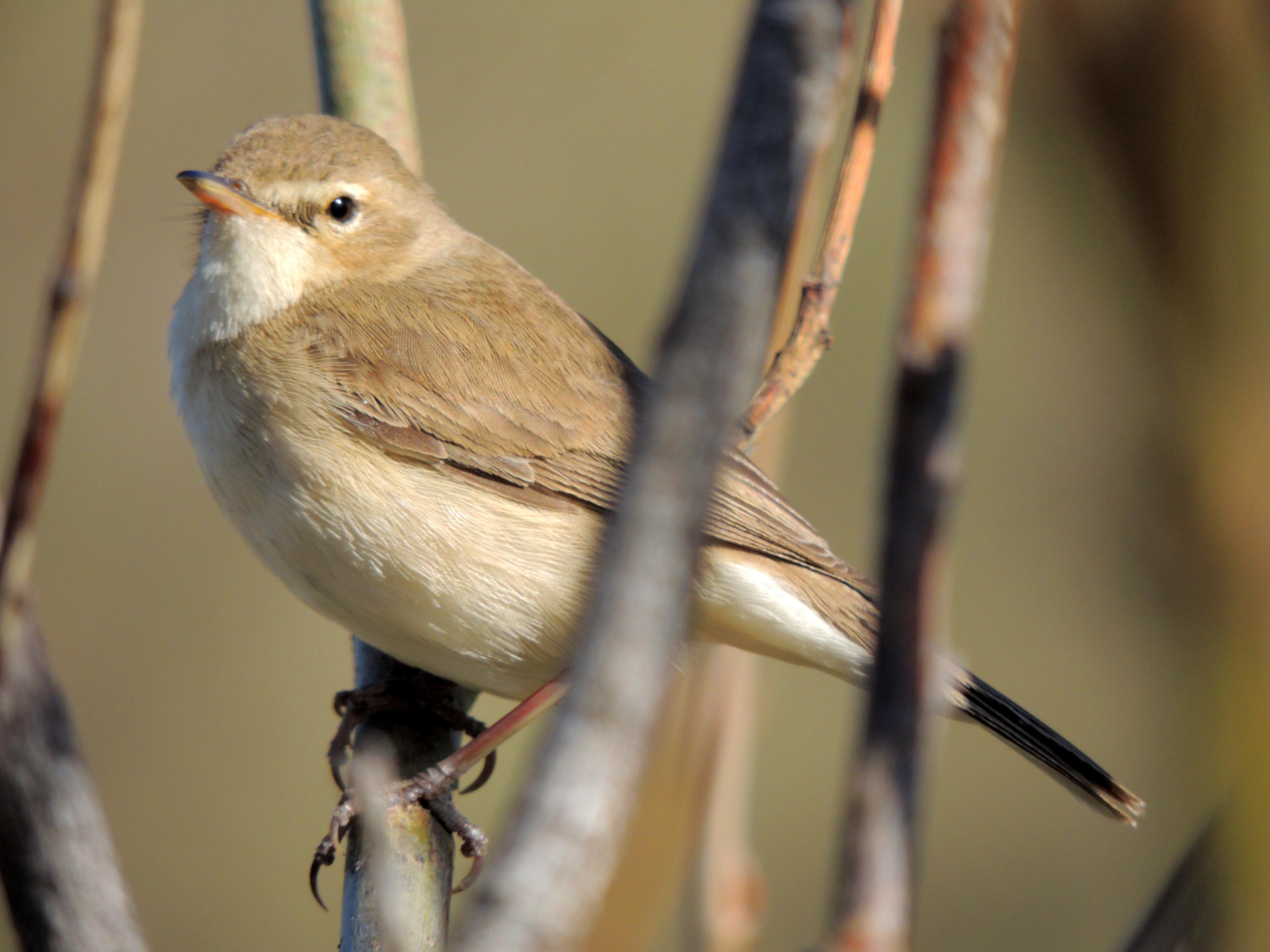 Zarcero escita (Iduna caligata)