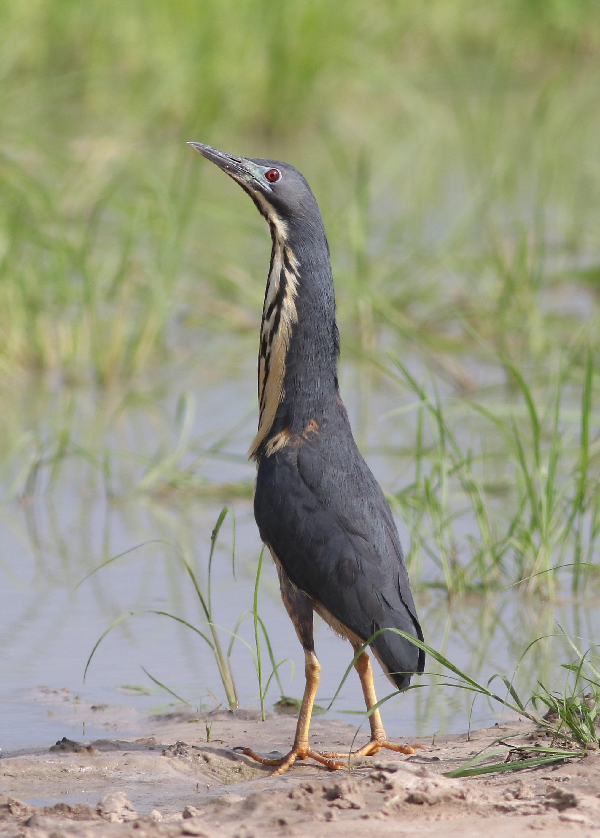 Avetorillo plomizo (Ixobrychus sturmii)