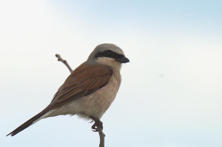 Alcaudón dorsirrojo (Lanius collurio)