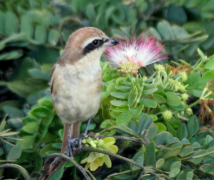 Alcaudón pardo (Lanius cristatus)