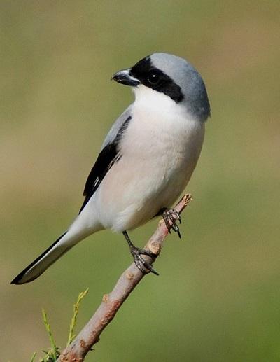 Alcaudón chico (Lanius minor)