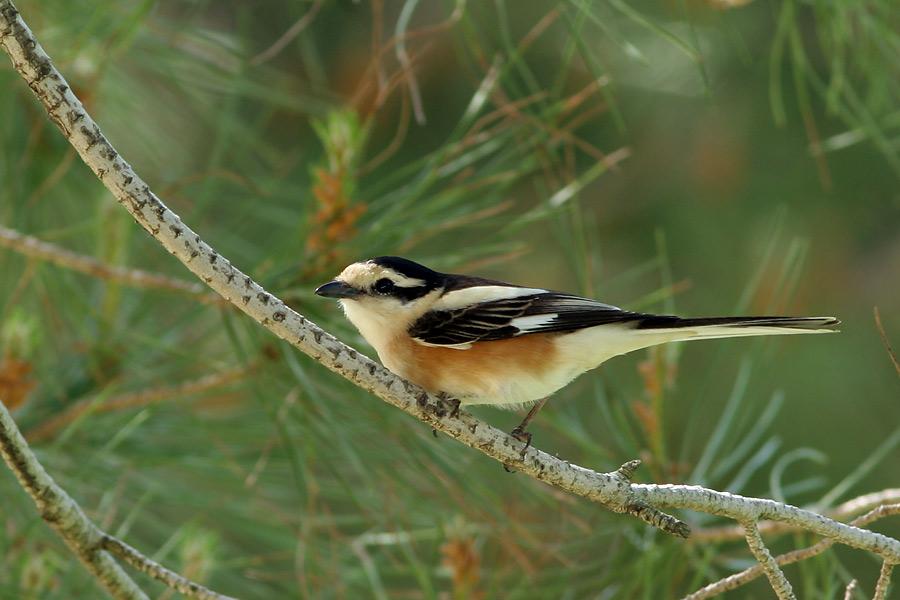 Alcaudón núbico (Lanius nubicus)