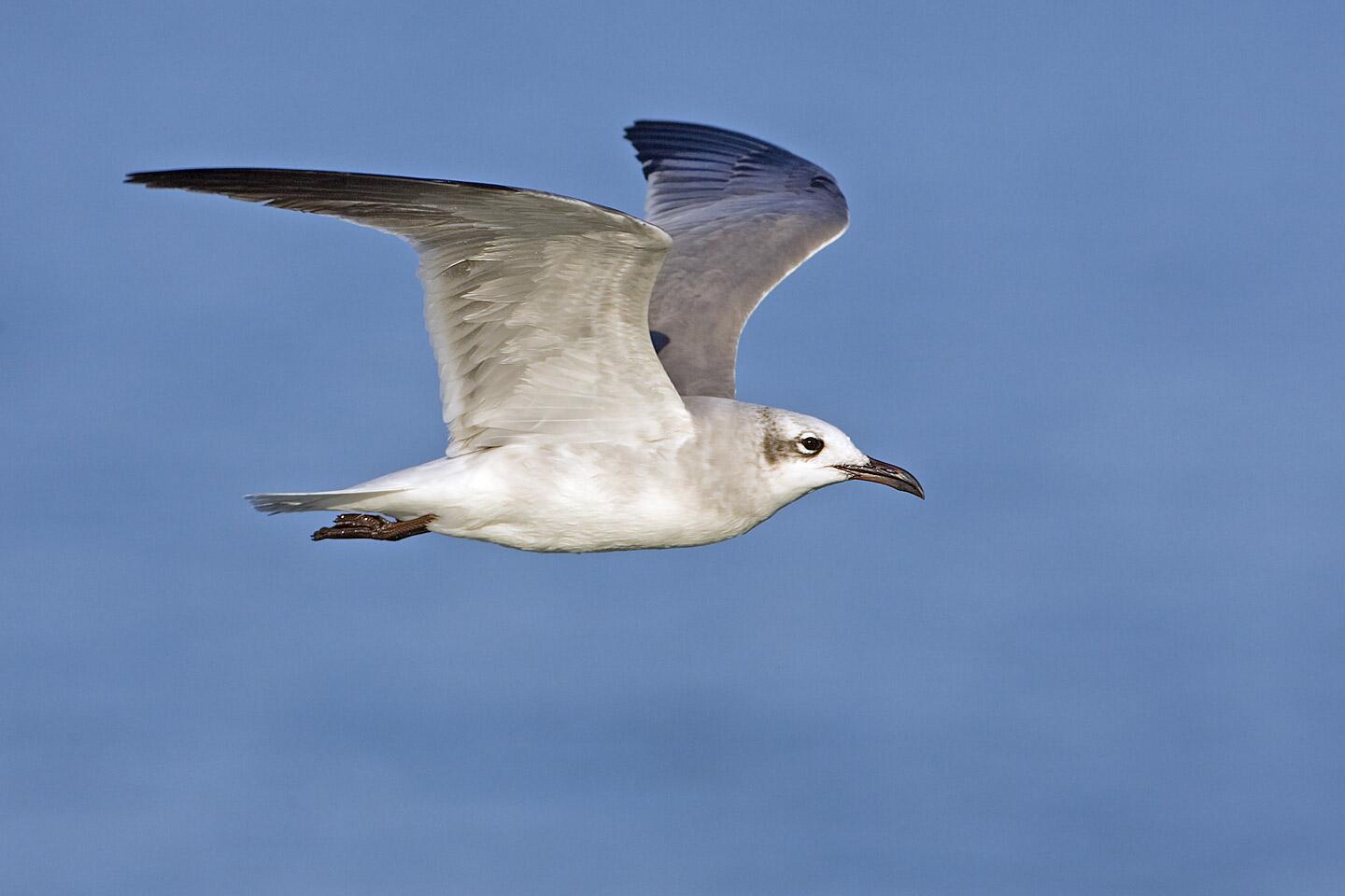 Gaviota guanaguanare (Larus atricilla)