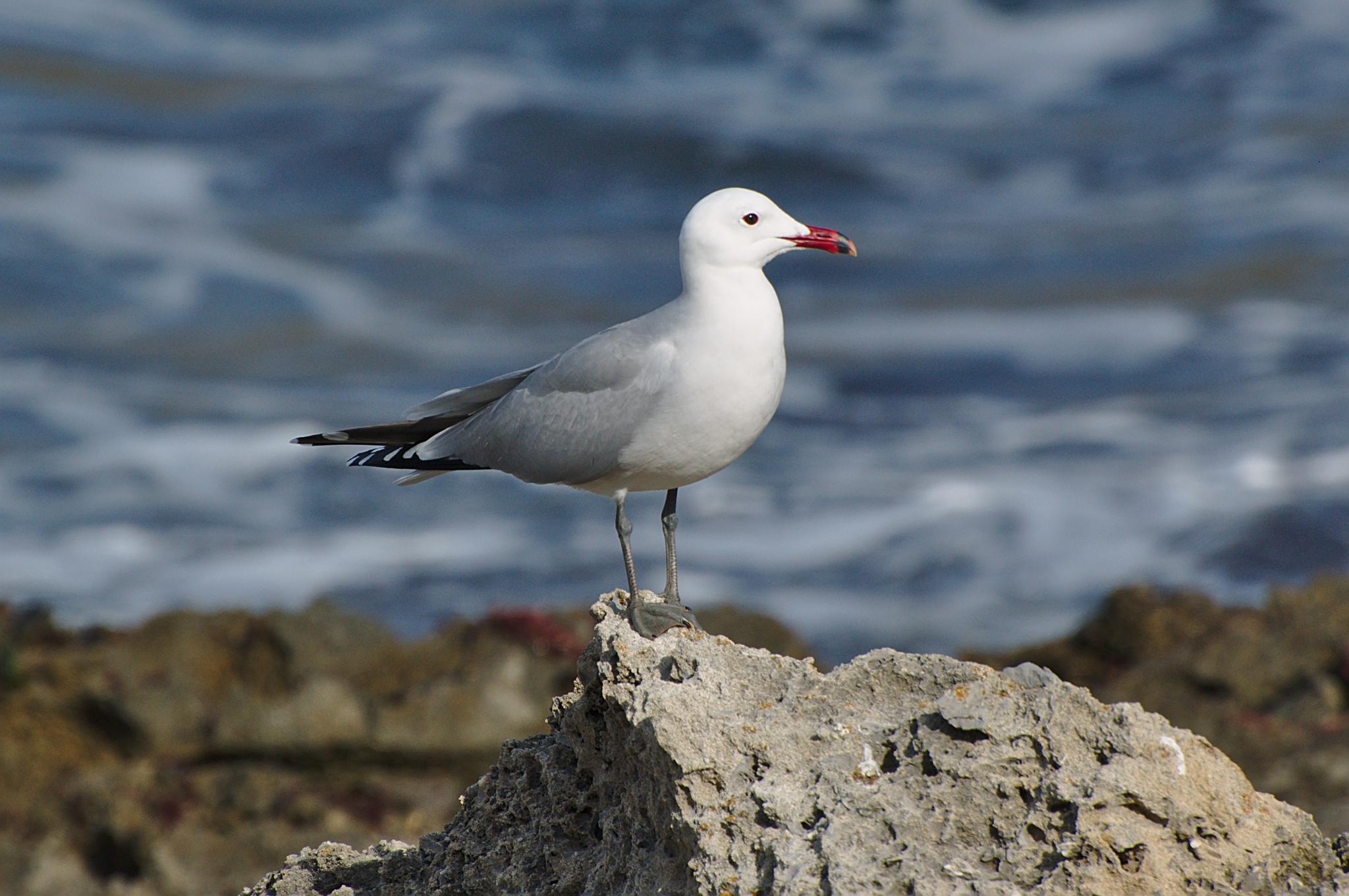 Gaviota de Audouin (Larus audouinii)