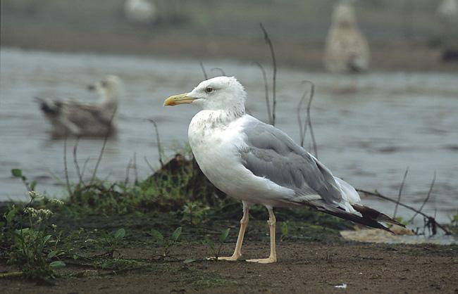 Gaviota del Caspio (Larus cachinnans)