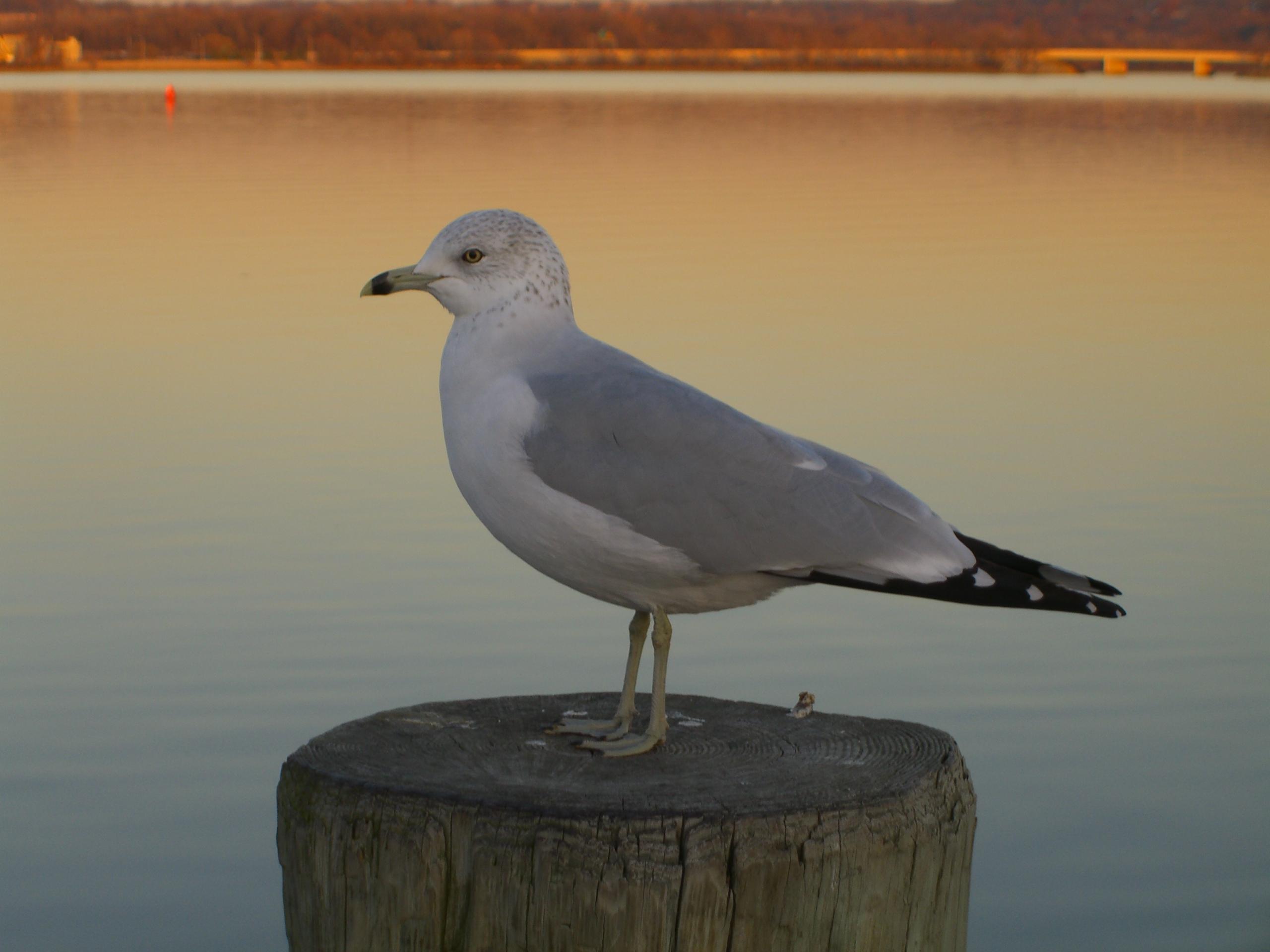Gaviota de Delaware (Larus delawarensis)