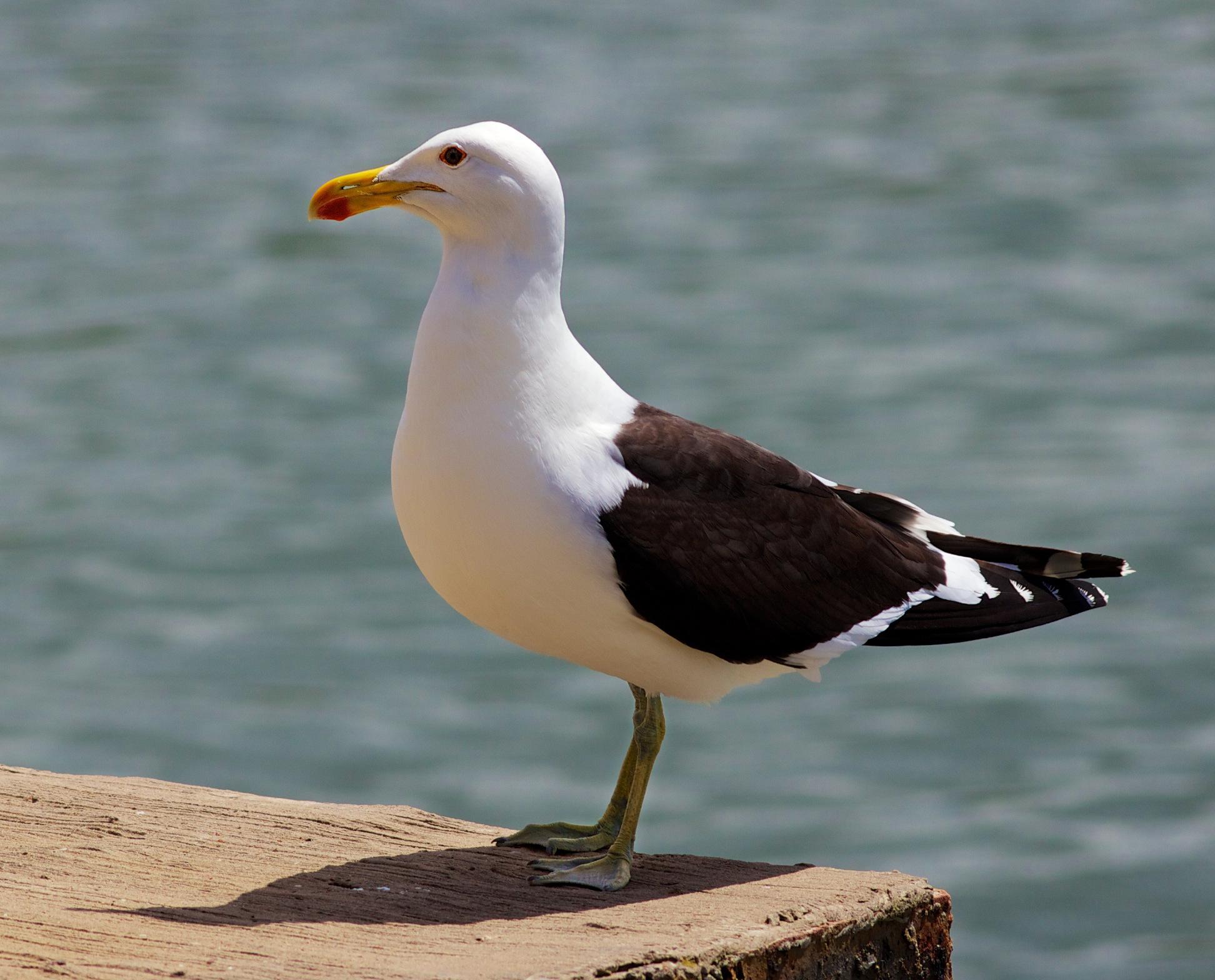 Gaviota cocinera (Larus dominicanus)