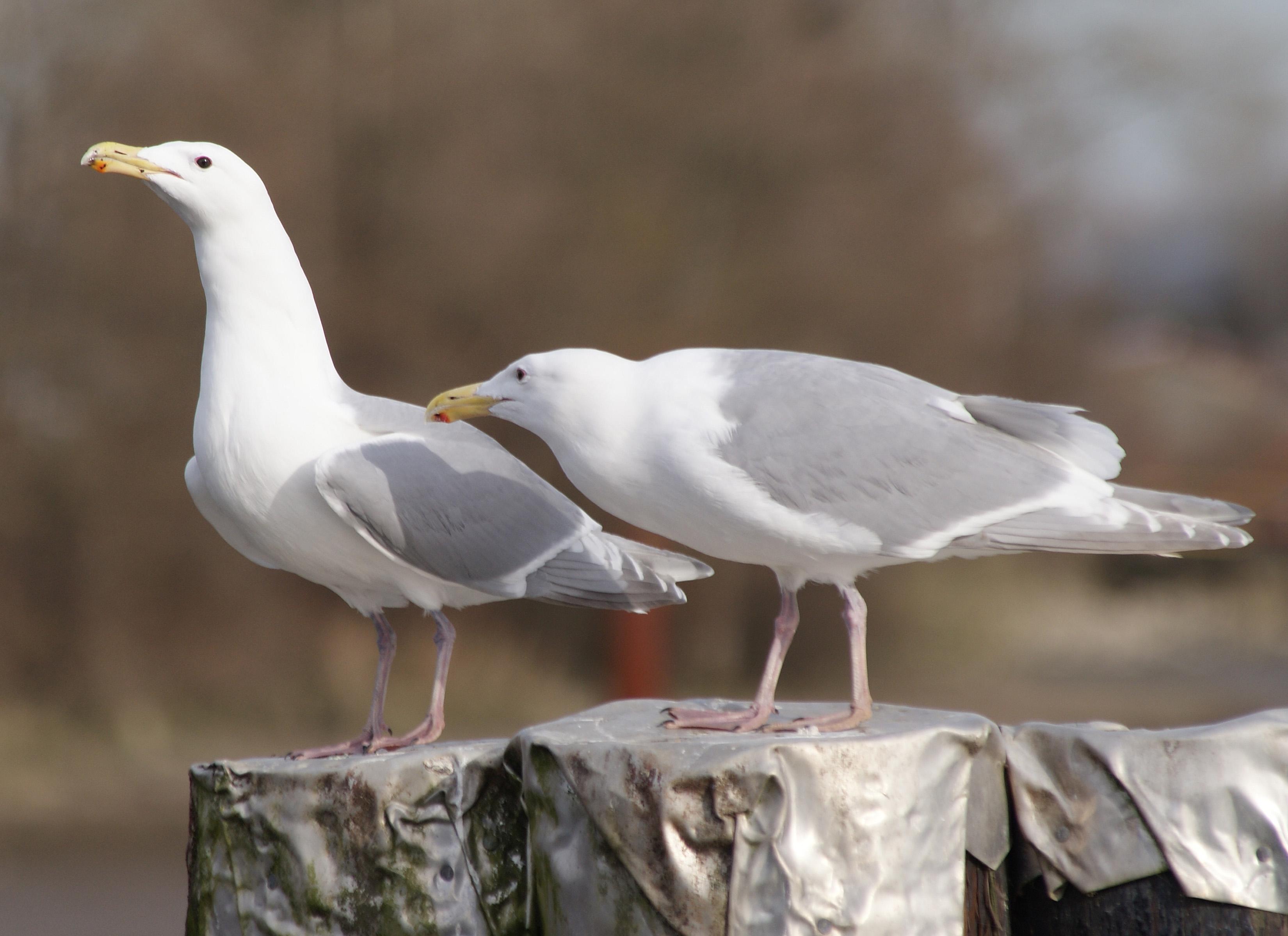 Gaviota de Bering (Larus glaucescens)