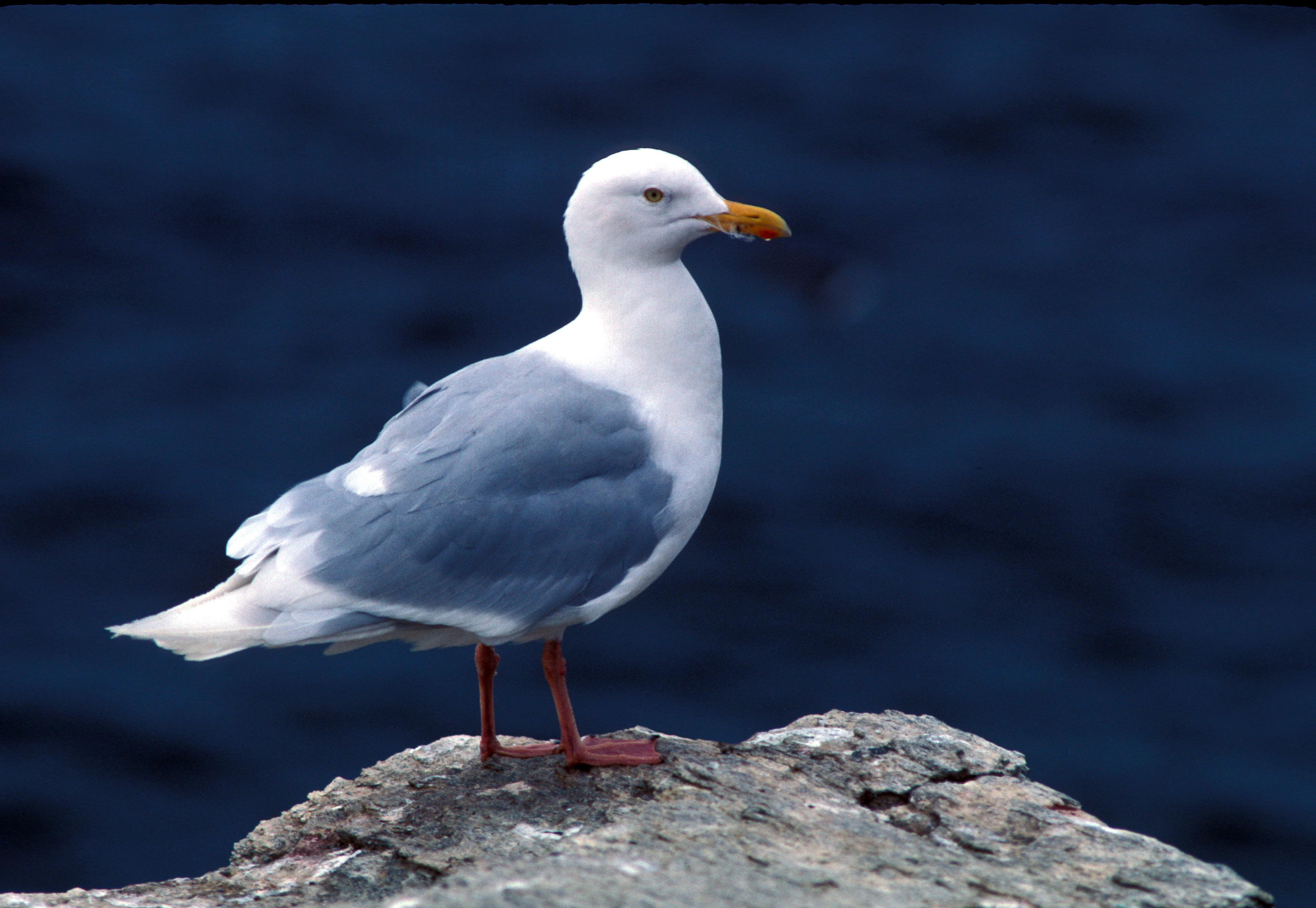 Gavión hiperbóreo (Larus hyperboreus)