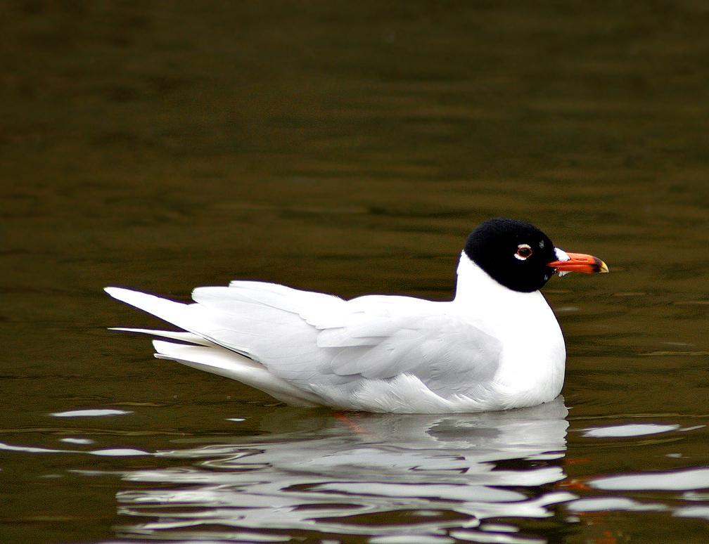 Gaviota cabecinegra (Larus melanocephalus)
