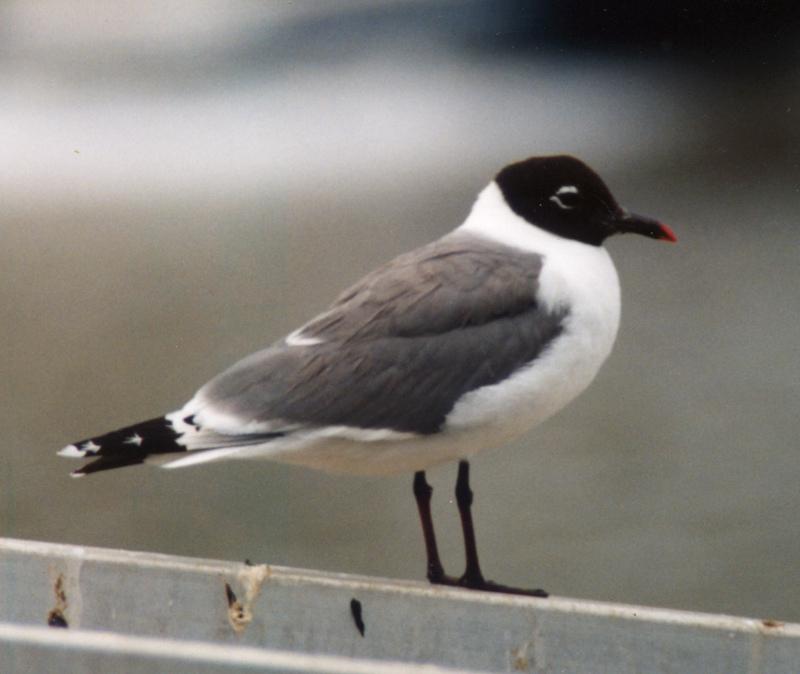 Gaviota pipizcán (Larus pipixcan)