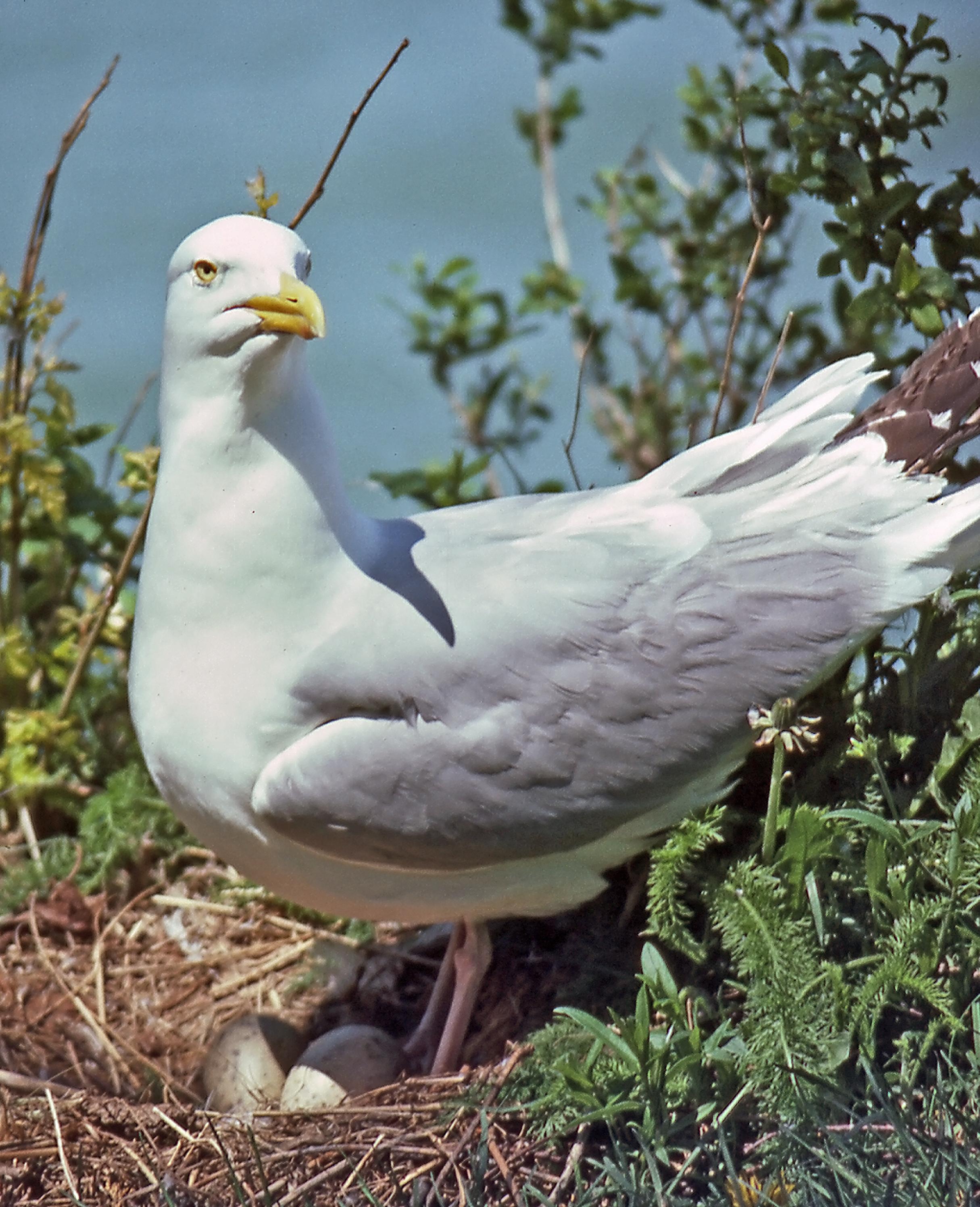 Gaviota argéntea americana (Larus smithsonianus)