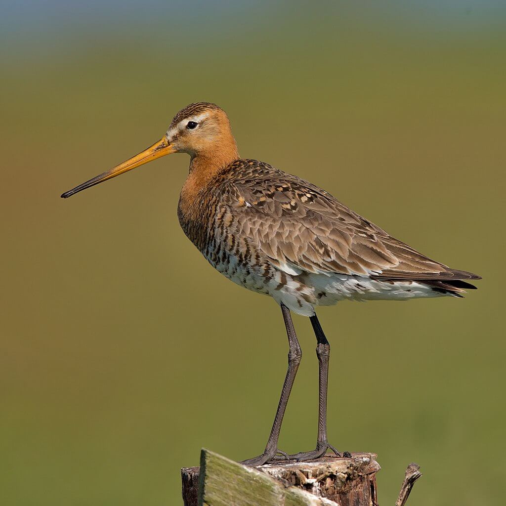 Aguja colinegra (Limosa limosa)