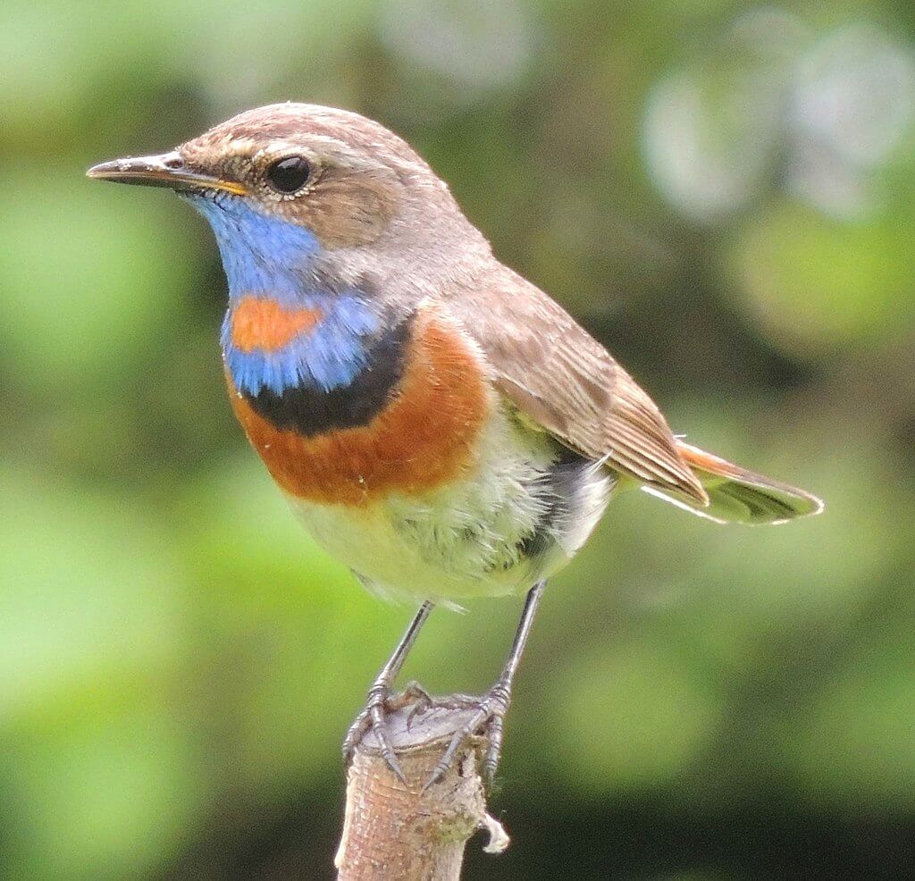 Ruiseñor pechiazul (Luscinia svecica)