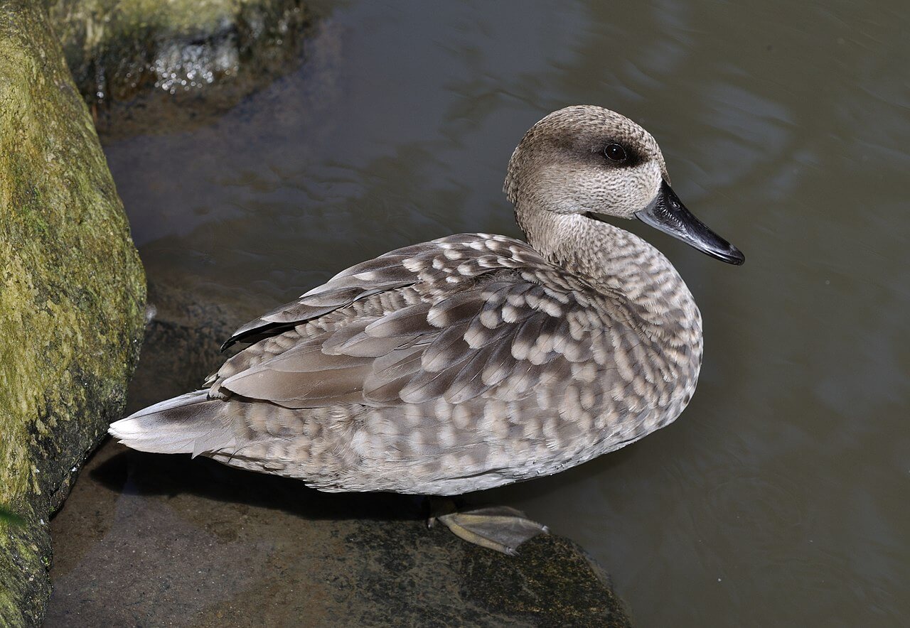 Cerceta pardilla (Marmaronetta angustirostris)