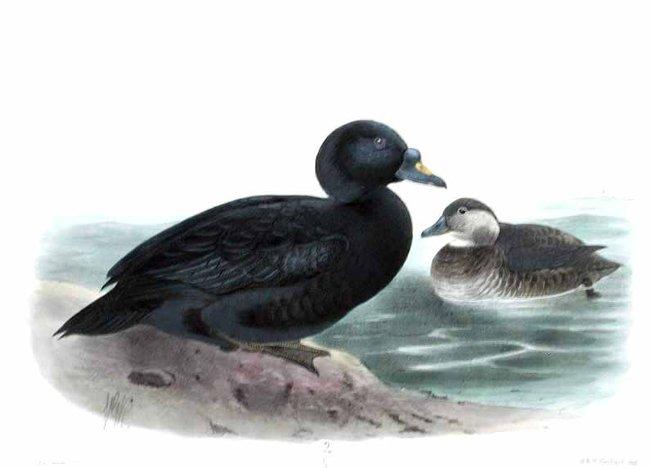 Negrón común (Melanitta nigra)