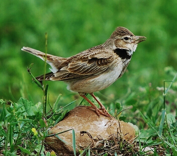 Calandria común (Melanocorypha calandra)