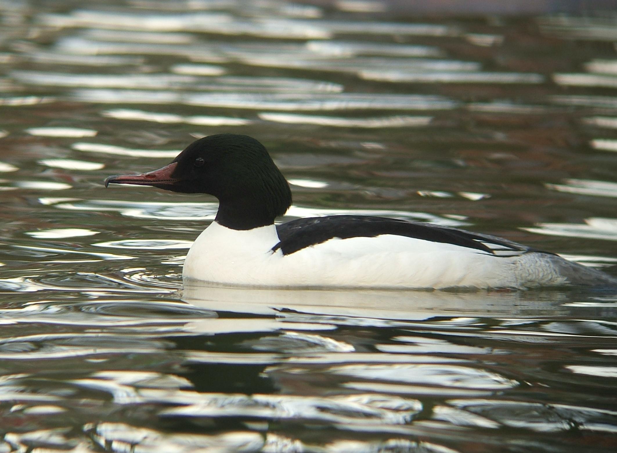 Serreta grande (Mergus merganser)