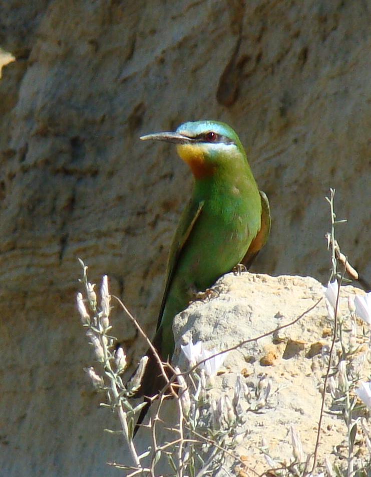 Abejaruco persa (Merops persicus)