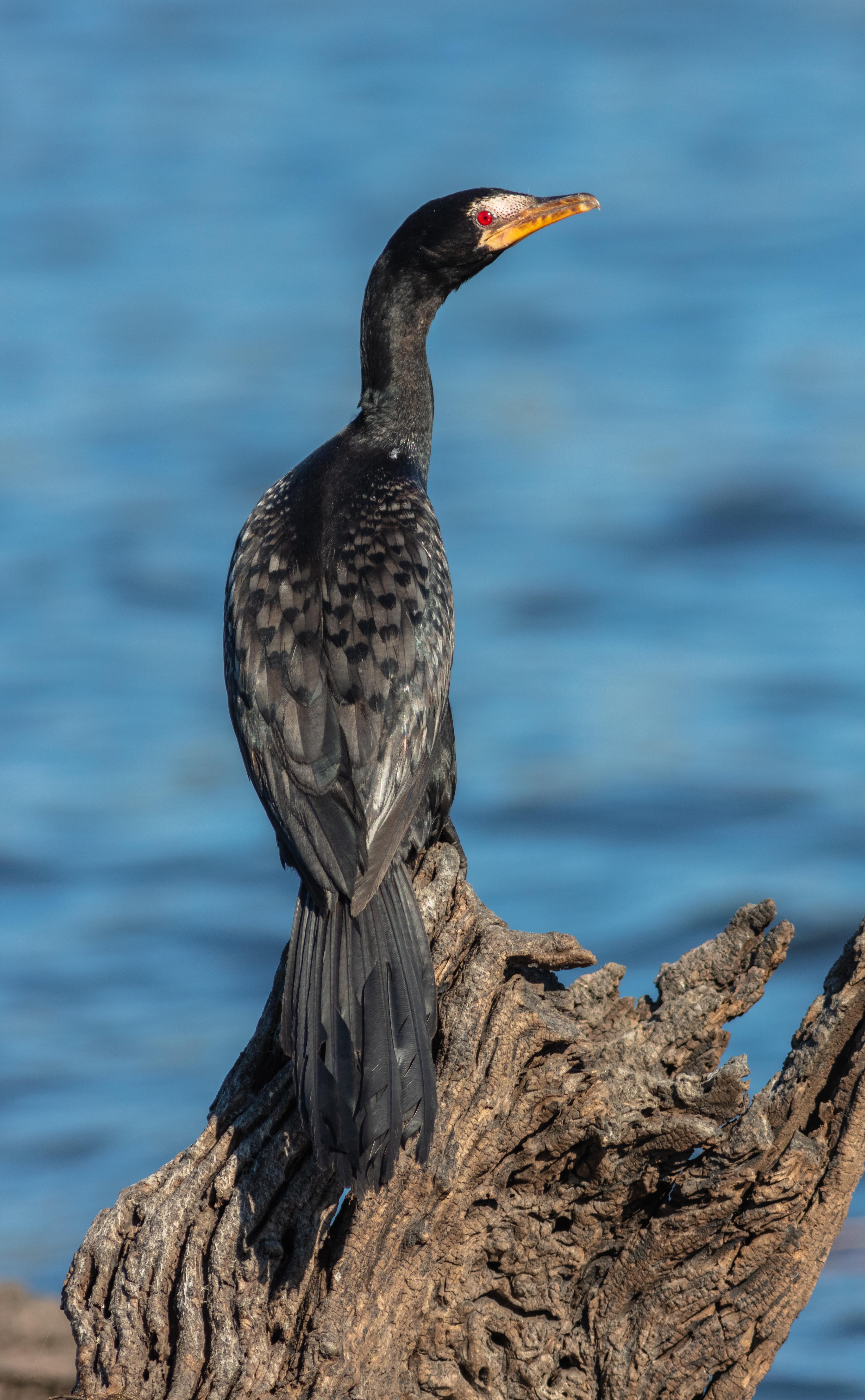 Cormorán africano (Microcarbo africanus)