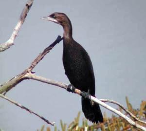 Cormorán pigmeo (Microcarbo pygmaeus)