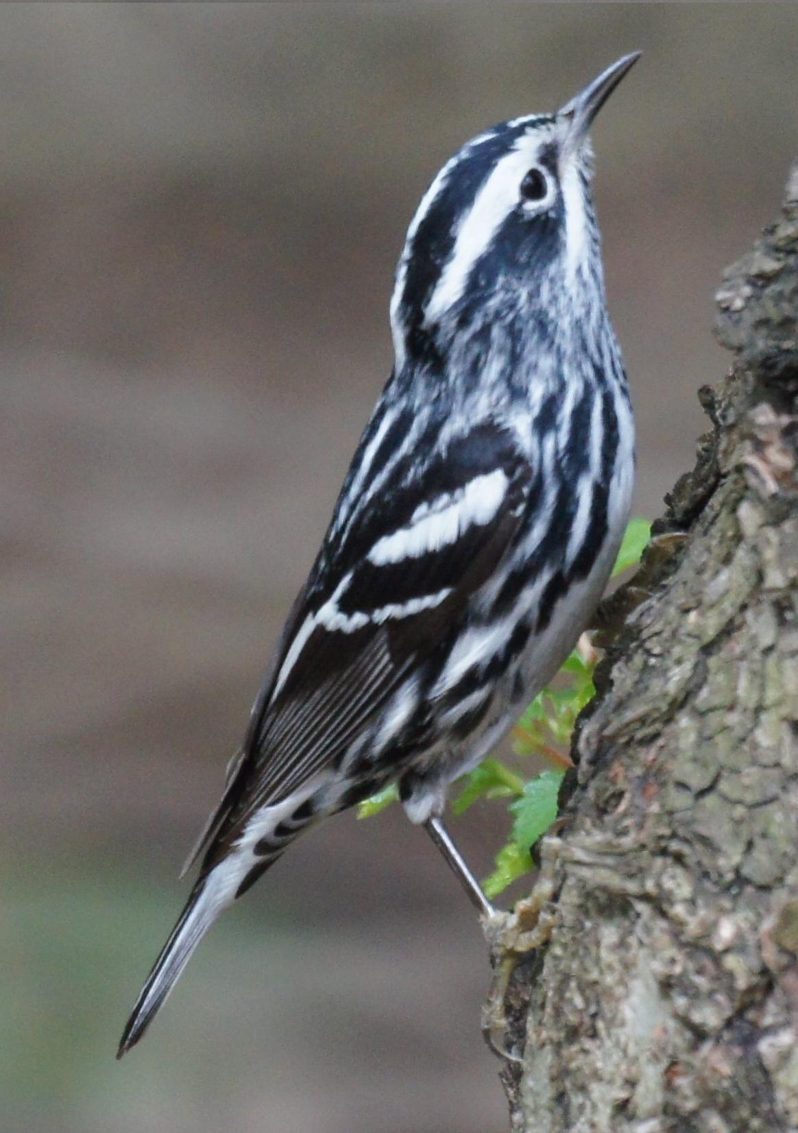 Reinita trepadora (Mniotilta varia)