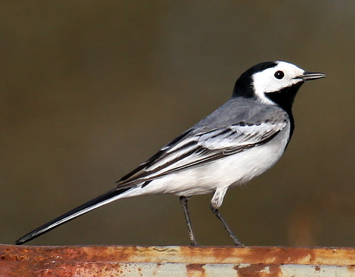 Lavandera blanca (Motacilla alba)