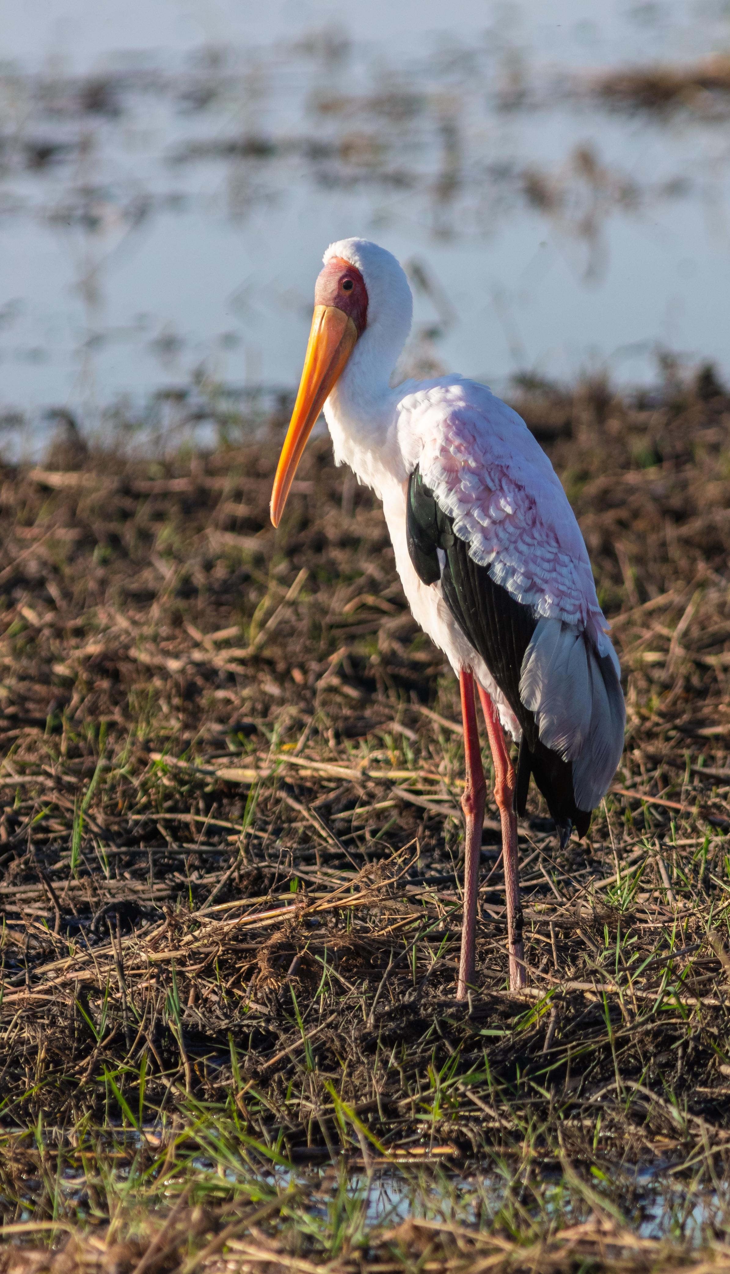 Tántalo africano (Mycteria ibis)
